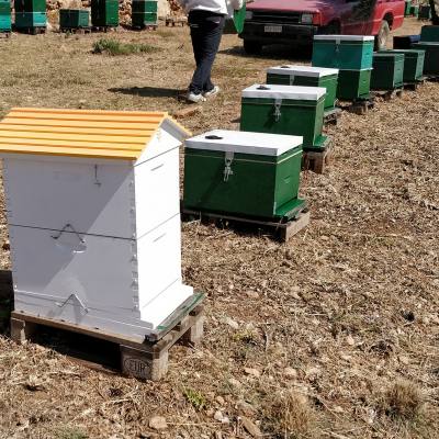 Interactive Beehives