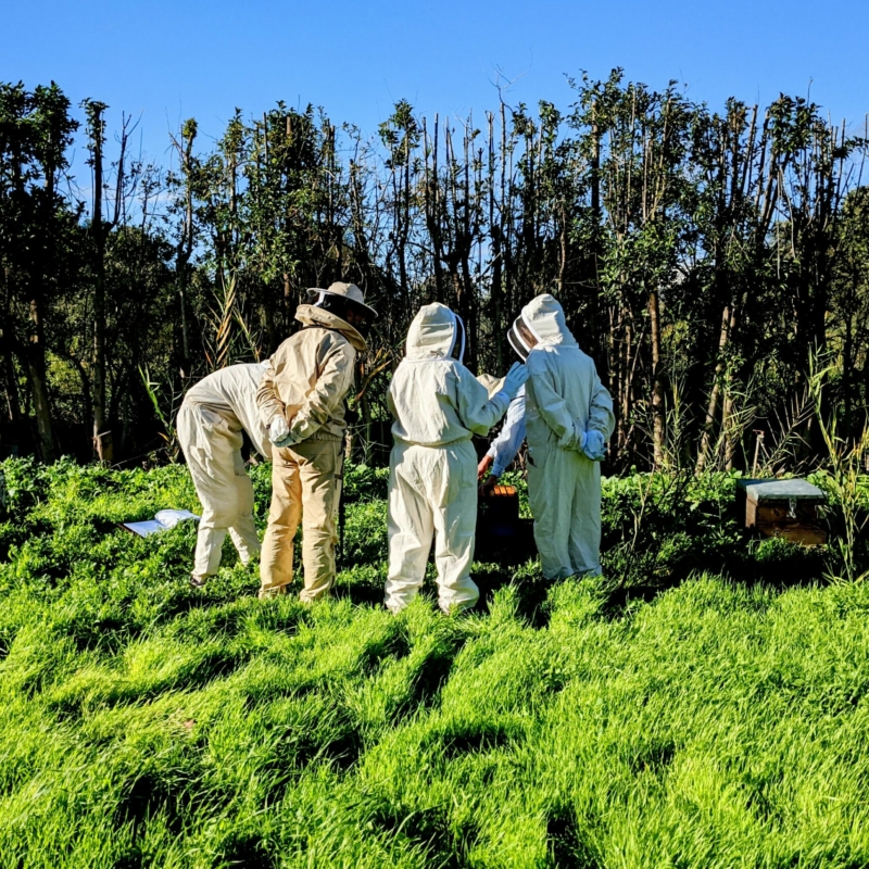 Beehive Inspection Research