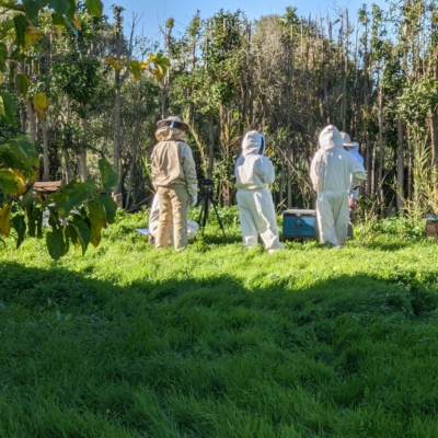 Beehive Inspection Research