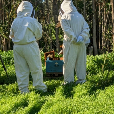 Beehive Inspection Research