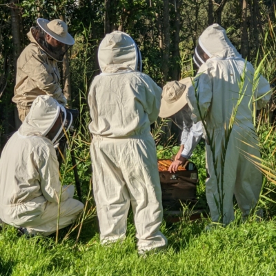 Beehive Inspection Research